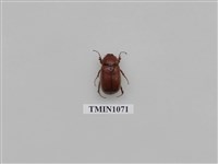 藏品(台灣褐栗金龜)的圖片